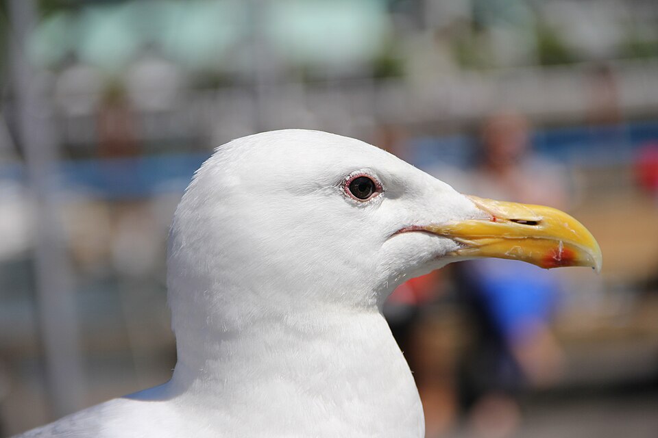 バンクーバーの食